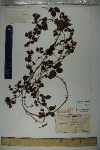 Parthenocissus tricuspidata image