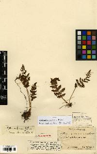 Image of Woodsia macrochlaena