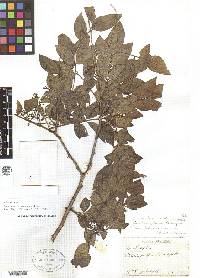Image of Zanthoxylum simulans