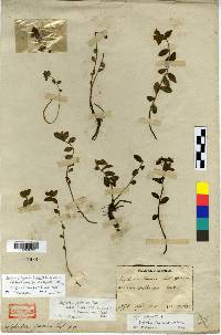 Euphorbia fauriei image