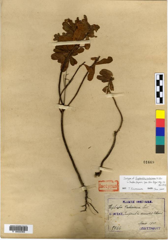 Euphorbia esula image