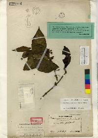 Image of Gardneria nutans