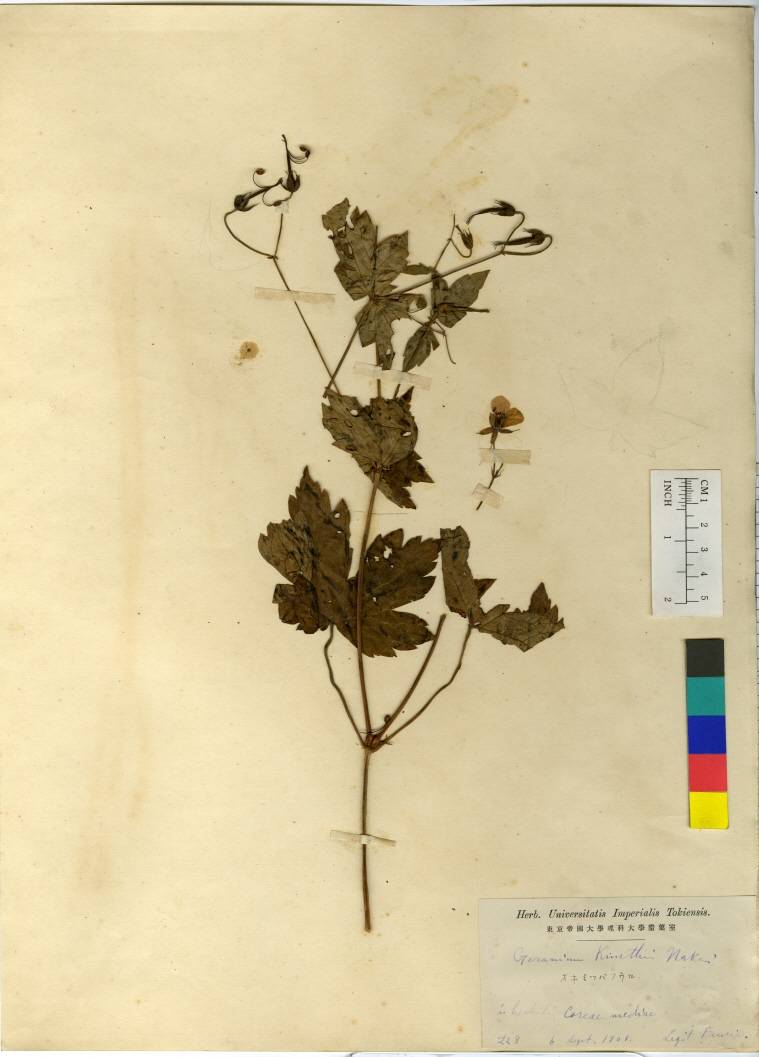 Geranium knuthii image