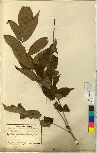 Meliosma pinnata var. oldhamii image