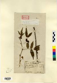 Rubus pungens var. oldhamii image