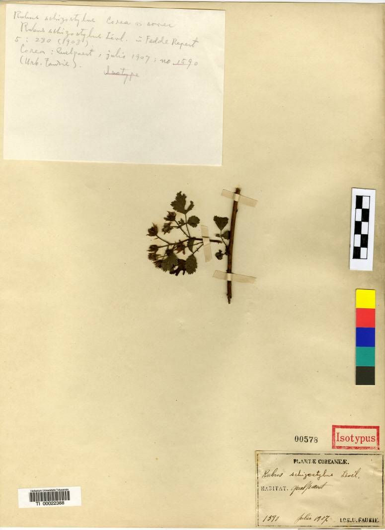 Rubus parvifolius image