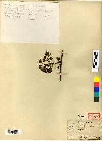 Rubus parvifolius image