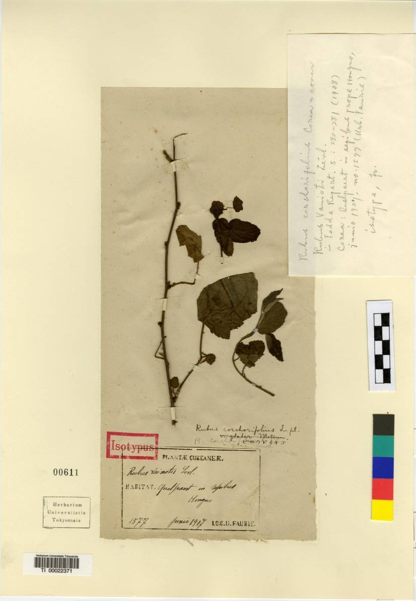 Rubus corchorifolius image