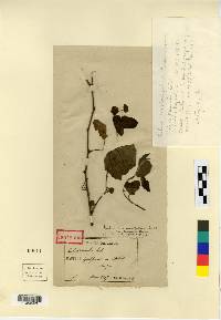 Rubus corchorifolius image