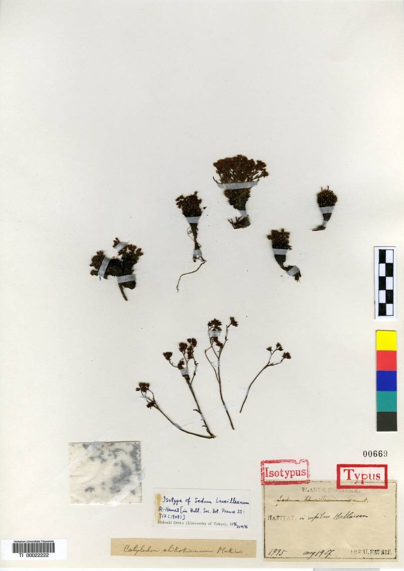 Meterostachys sikokianus image