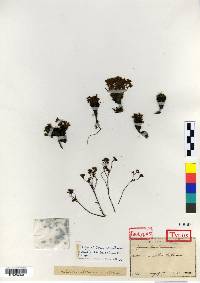 Meterostachys sikokianus image