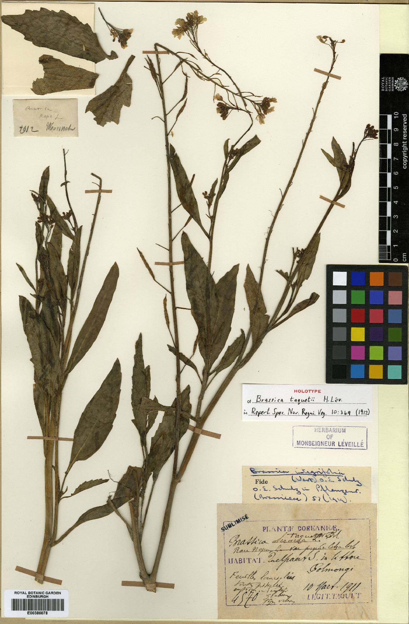 Brassica oleracea image