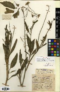 Brassica oleracea image