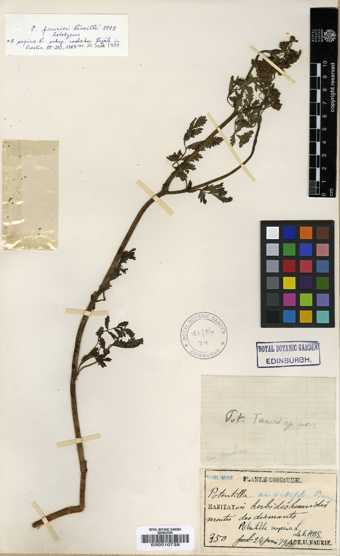 Potentilla supina image