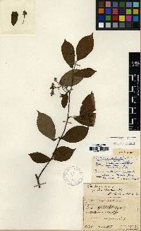 Pourthiaea villosa image