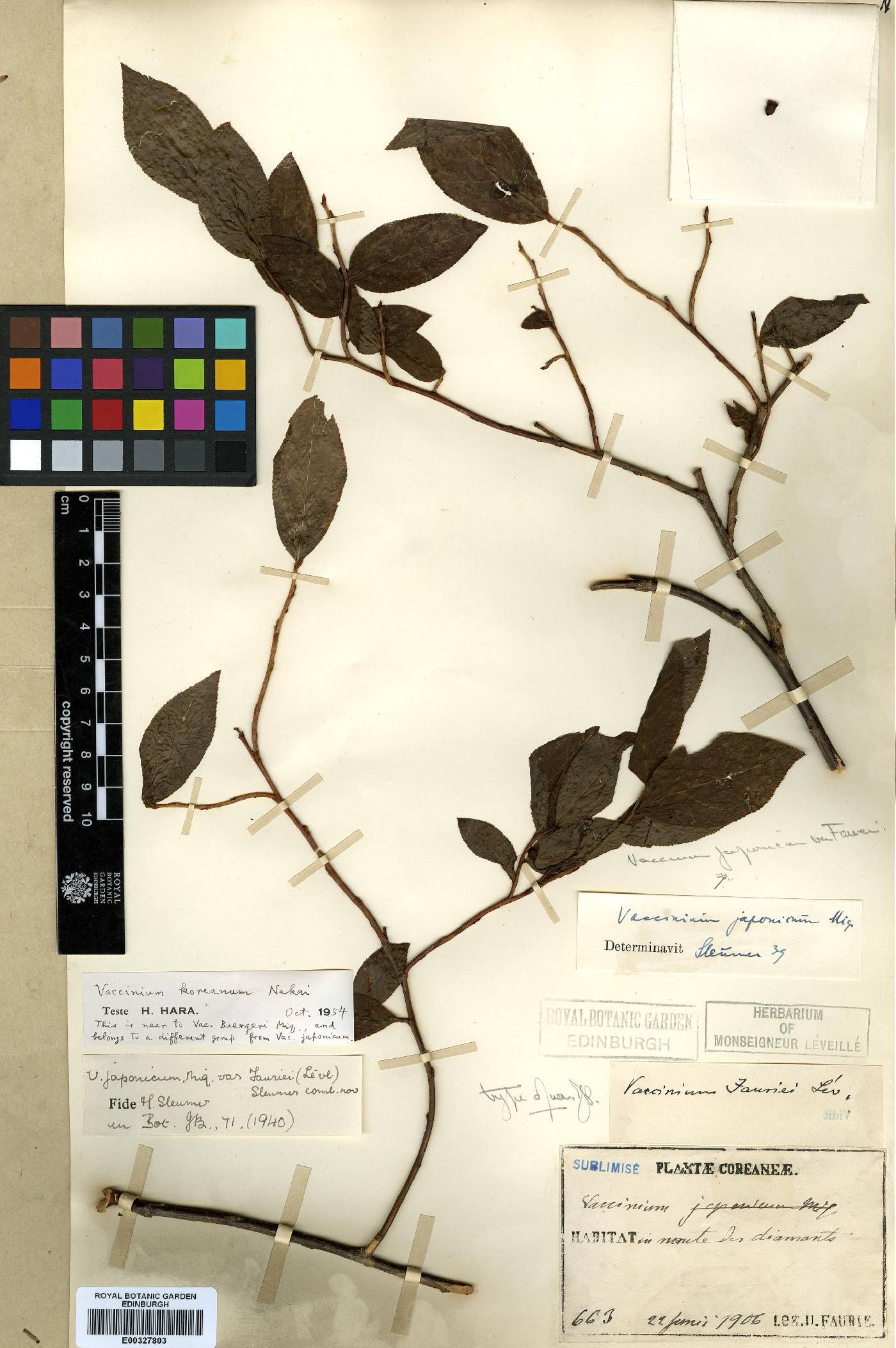 Vaccinium uliginosum image