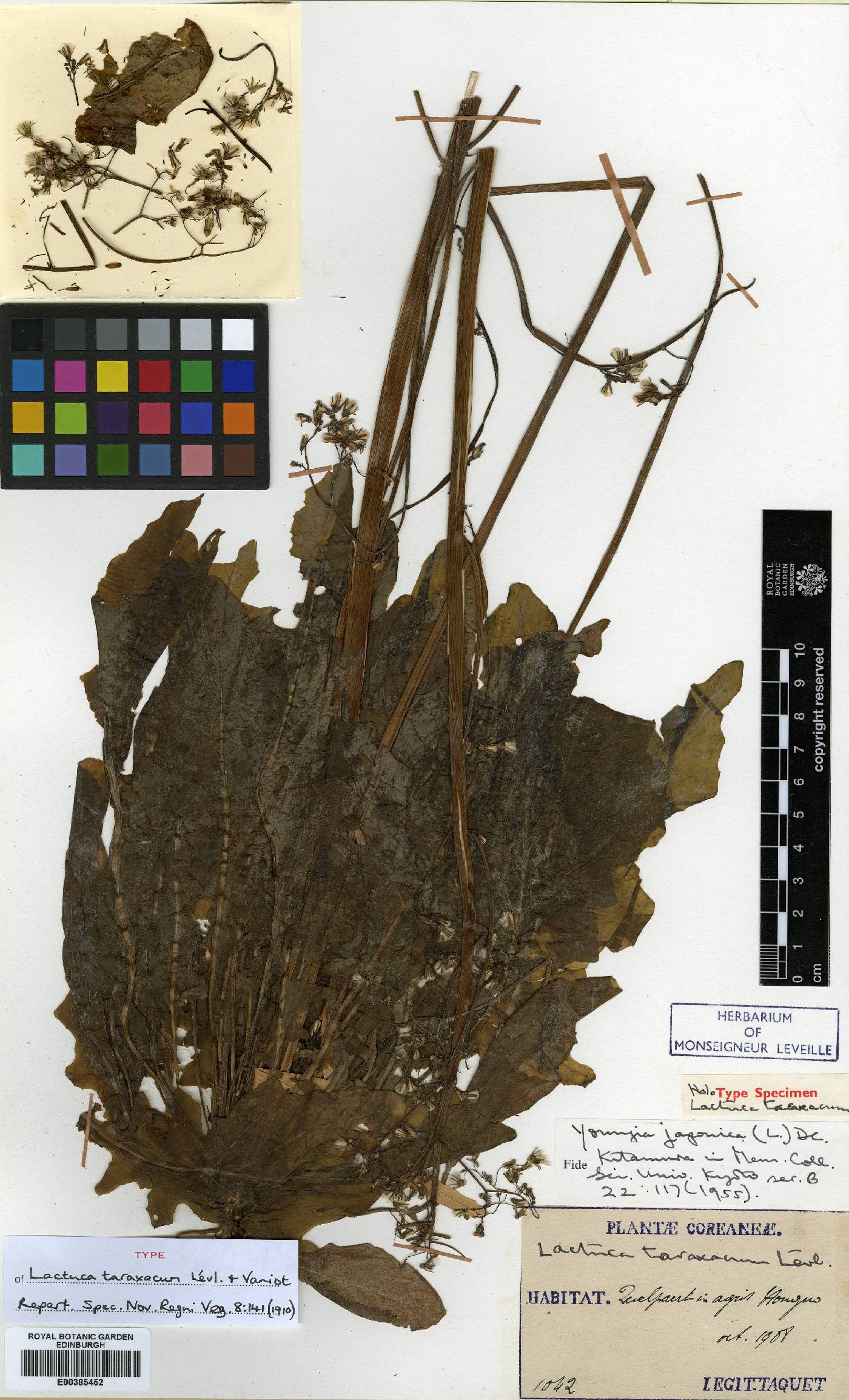 Youngia japonica image