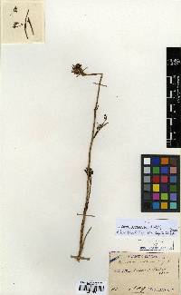 Image of Seseli coreanum