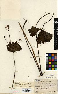 Eranthis stellata image