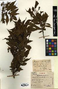 Prunus serrulata f. spontanea image