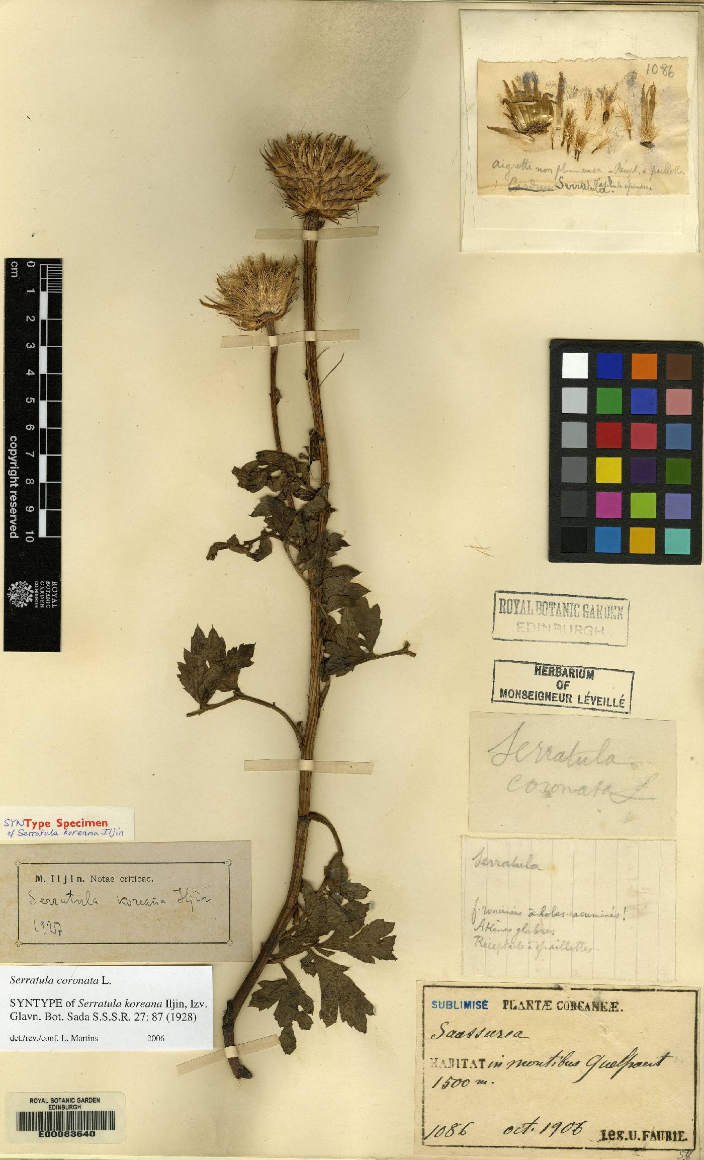 Serratula coronata image