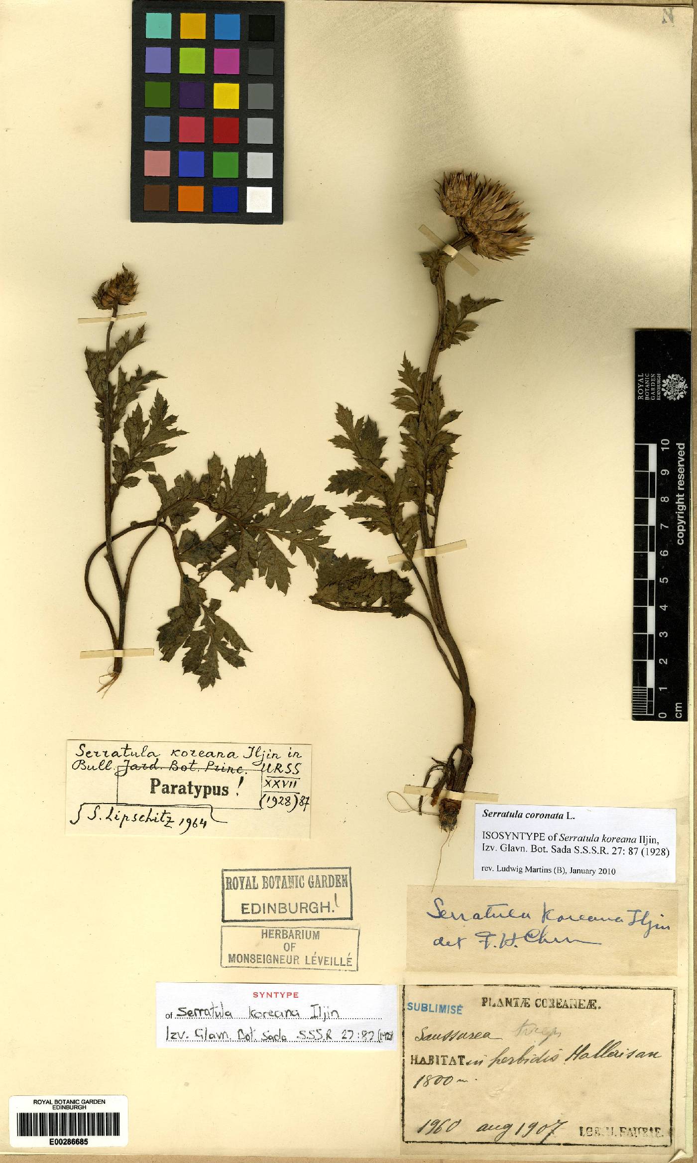Serratula coronata image