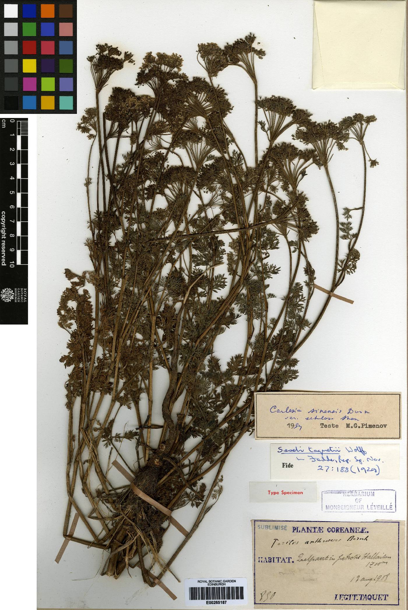 Leptochilus ellipticus image