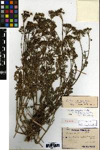 Image of Leptochilus ellipticus