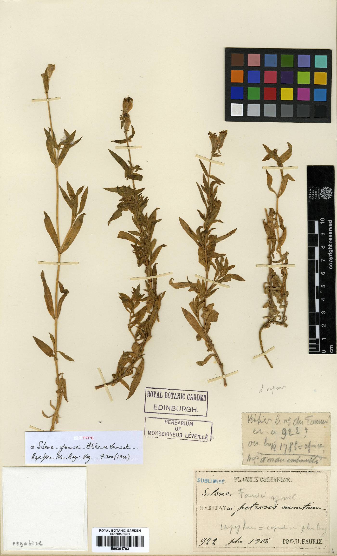 Silene fissipetala image