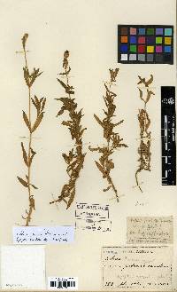 Image of Silene fissipetala