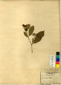 Pourthiaea villosa image