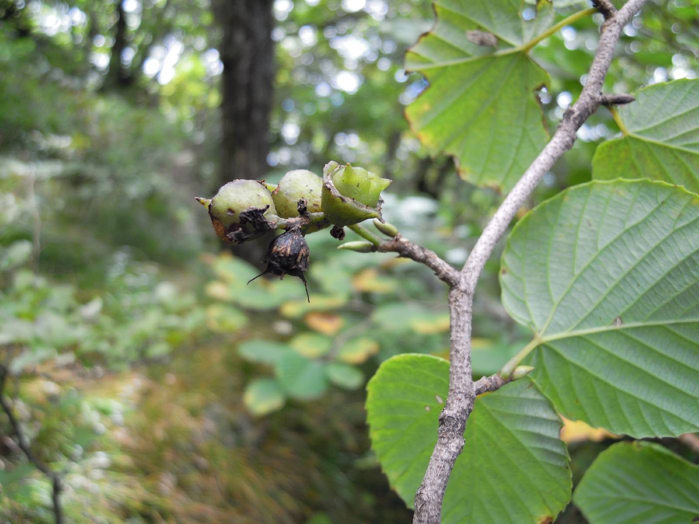 Corylopsis coreana image