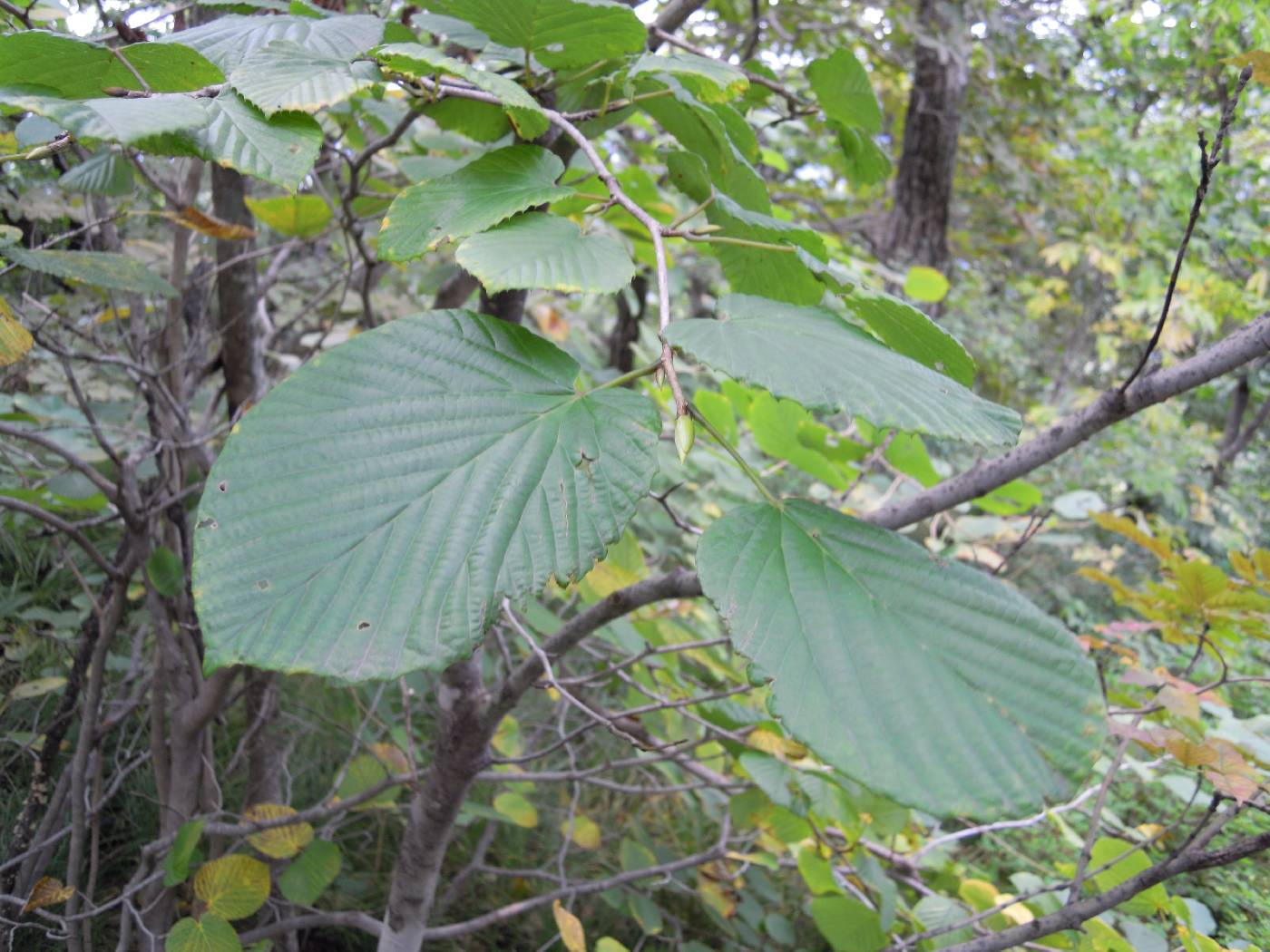 Corylopsis coreana image
