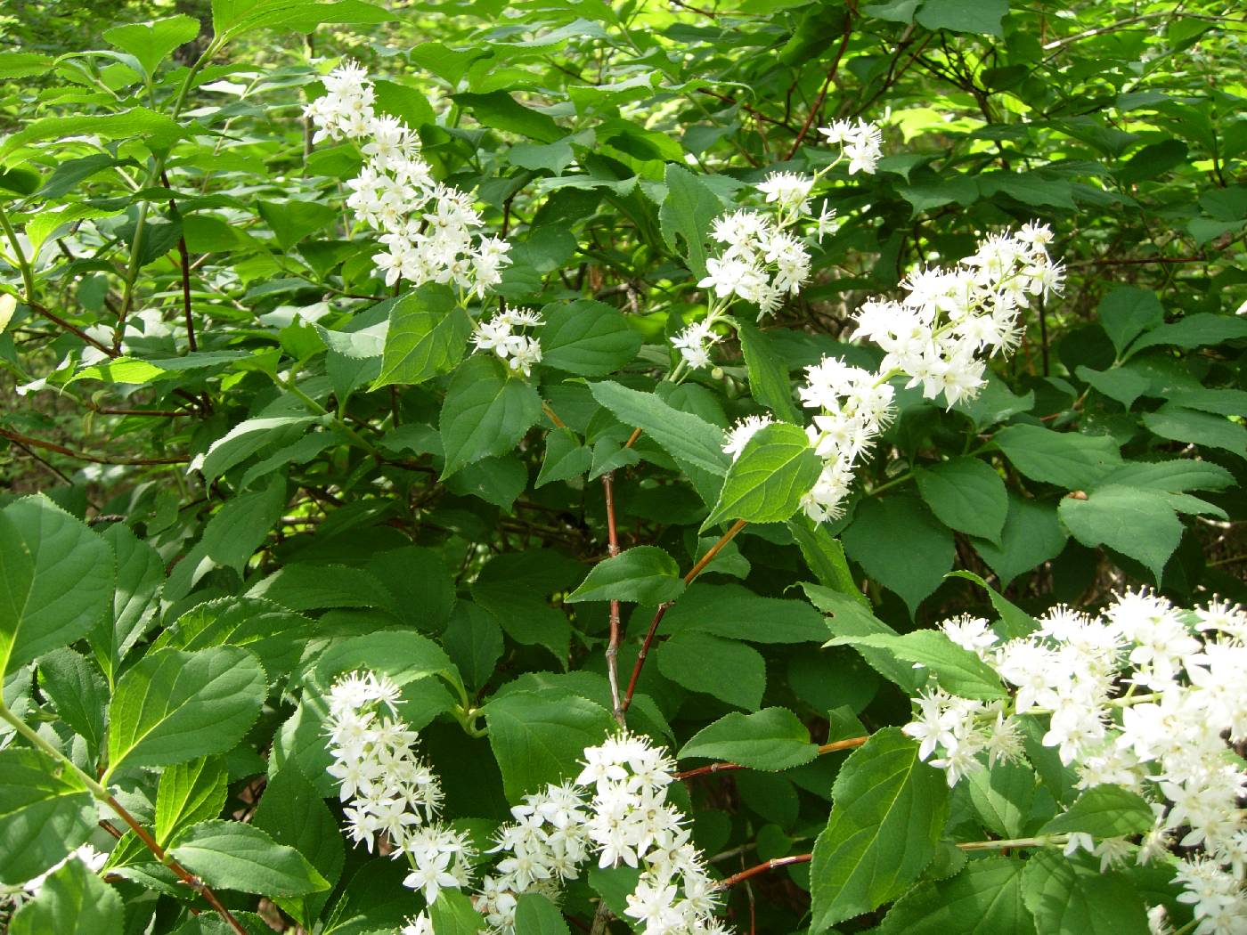 Deutzia image
