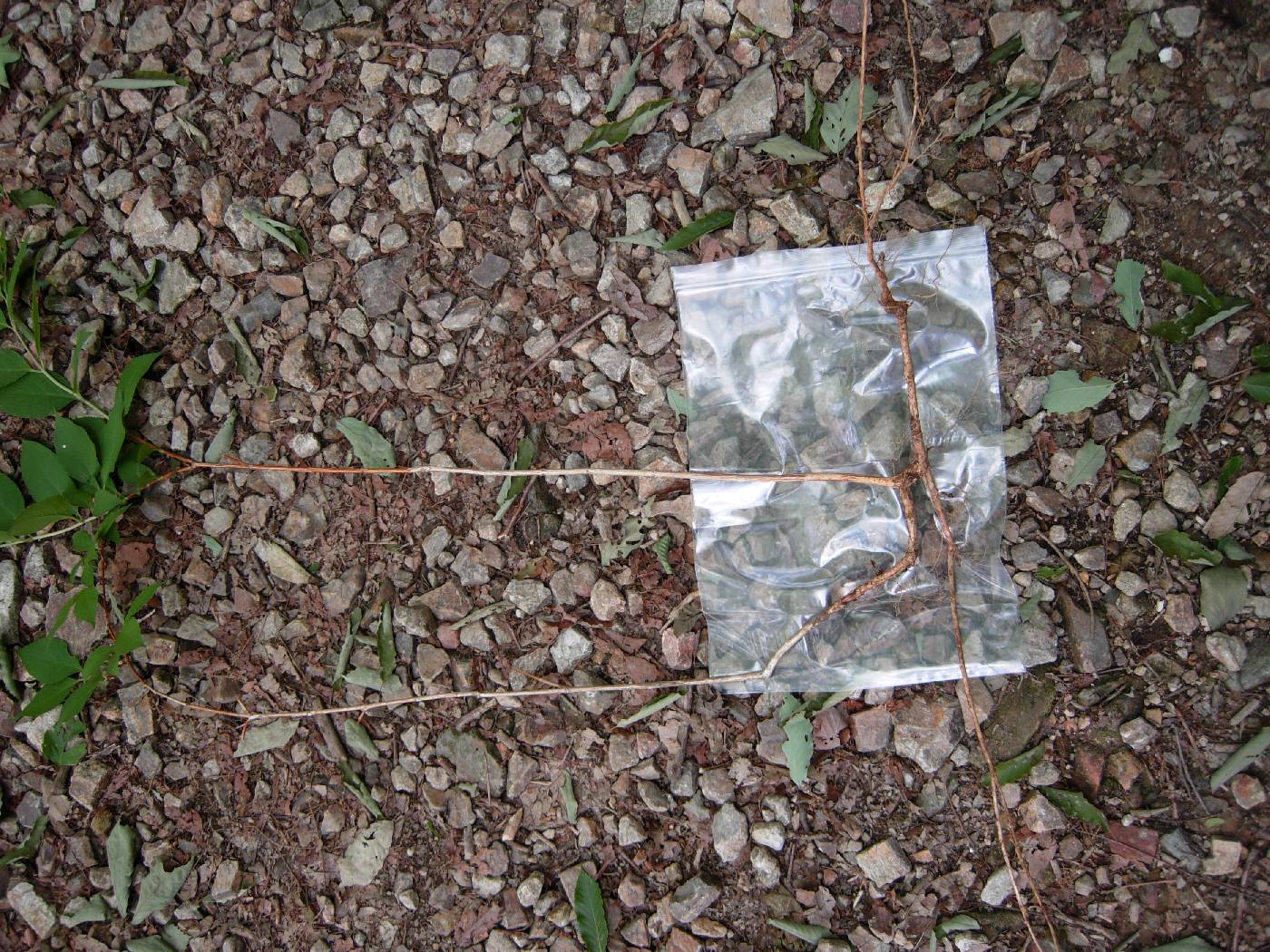 Deutzia paniculata image