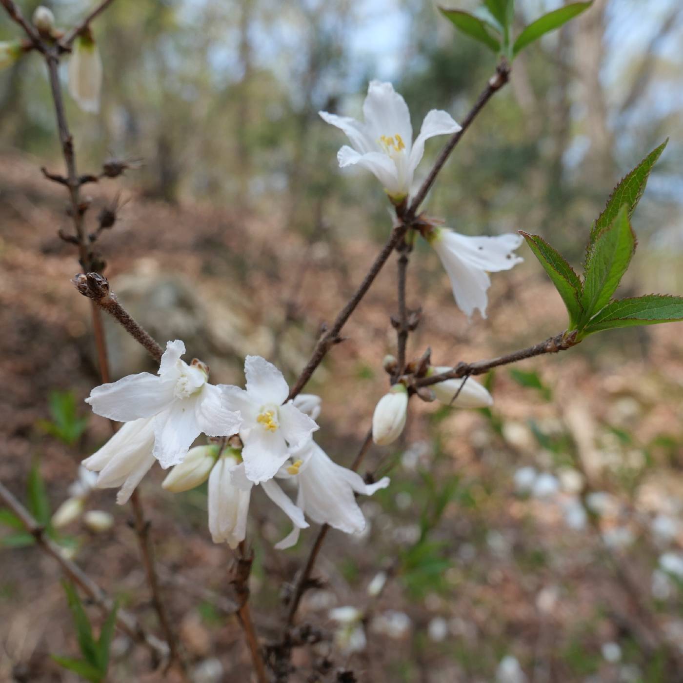 Deutzia uniflora image