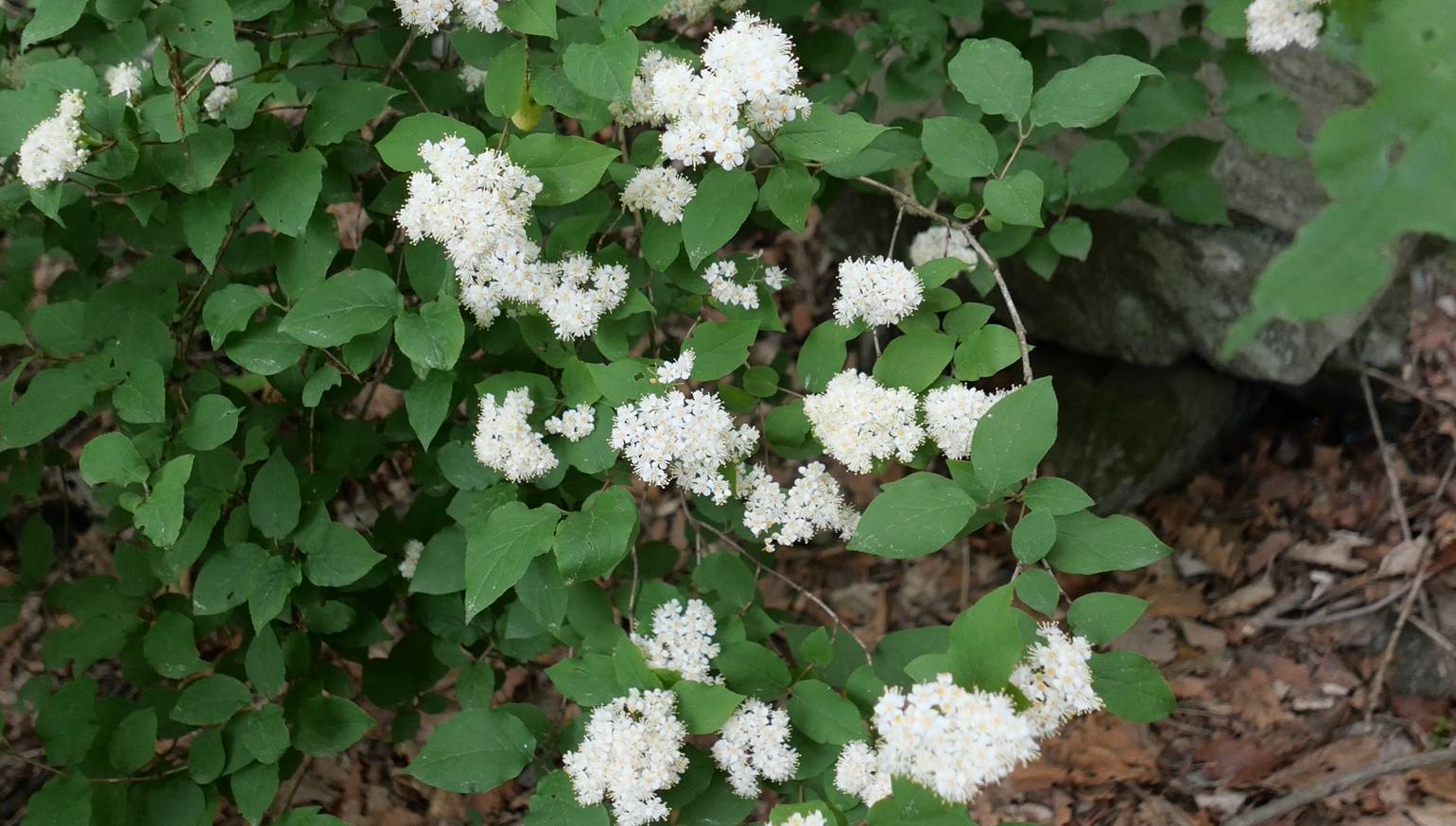Deutzia parviflora image