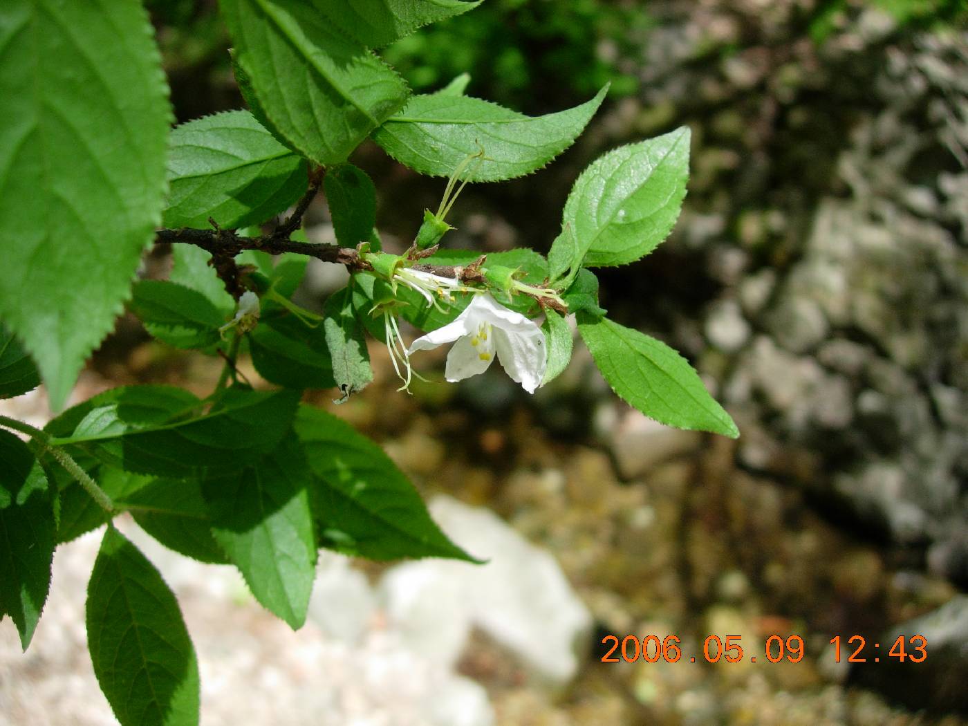 Deutzia uniflora image