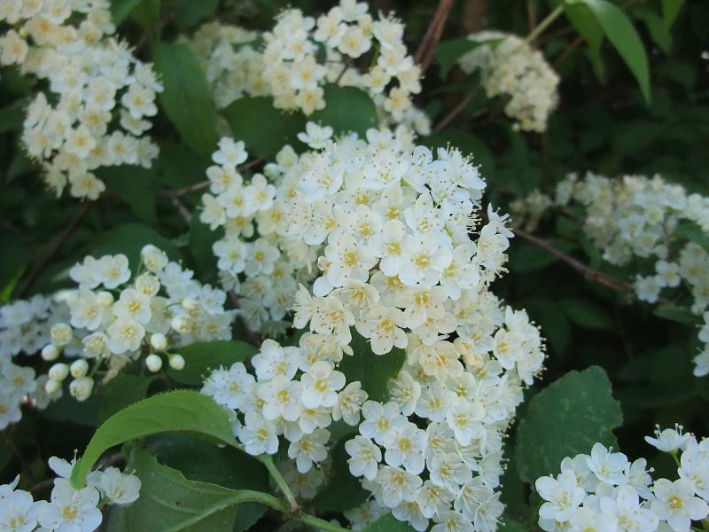 Deutzia glabrata image