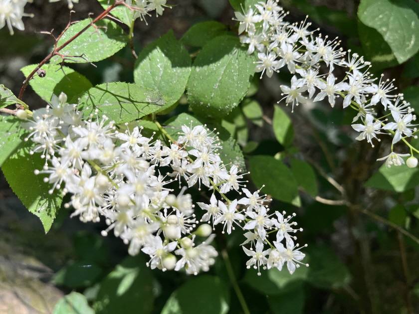 Deutzia paniculata image