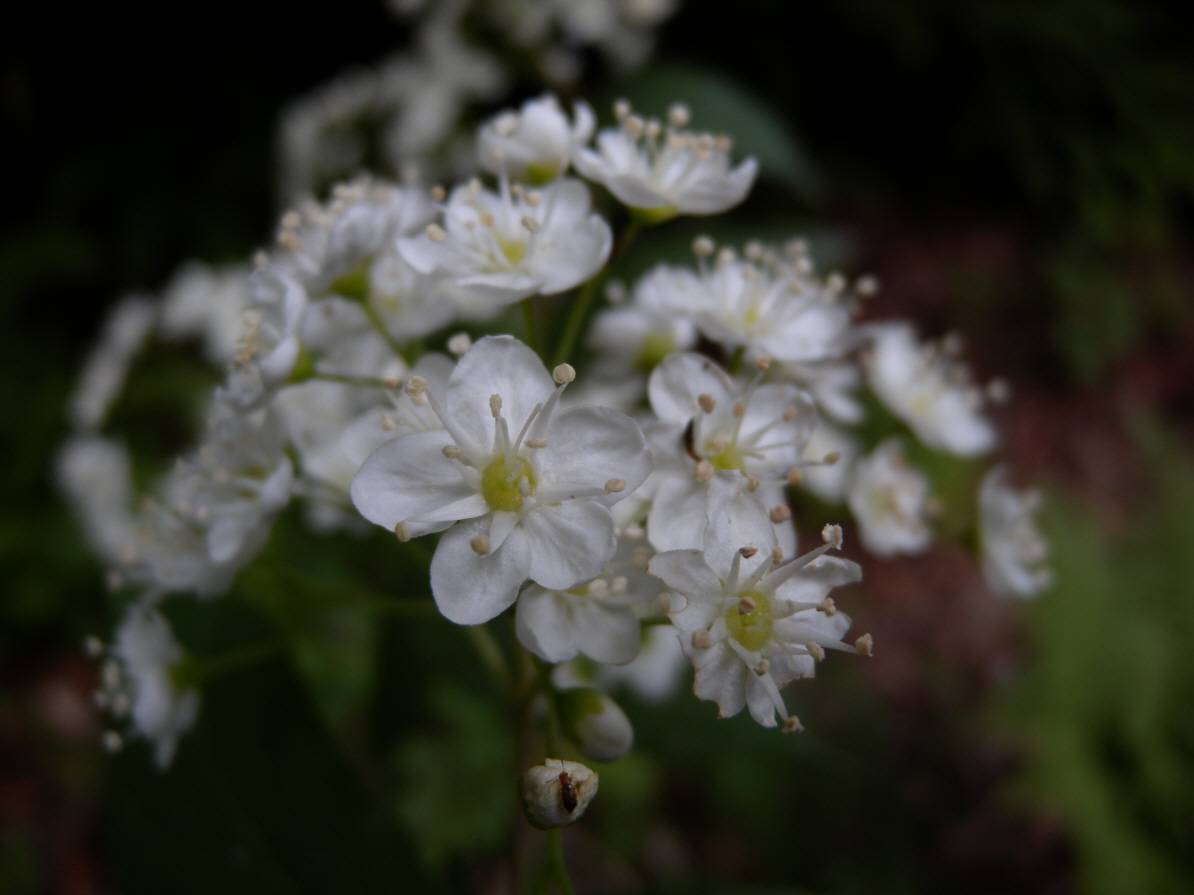 Deutzia glabrata image