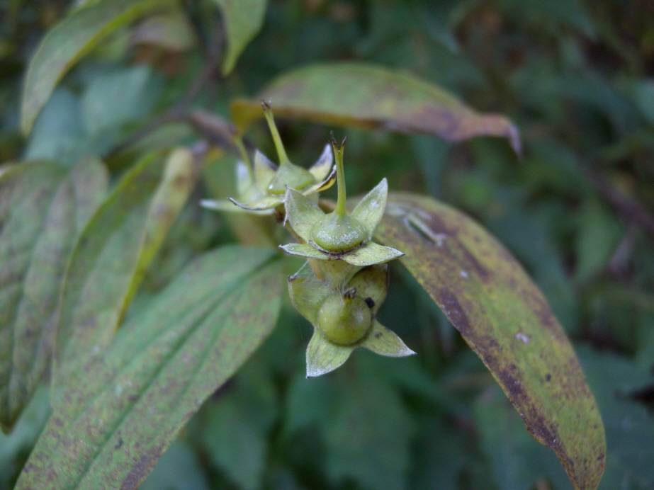 Philadelphus tenuifolius image