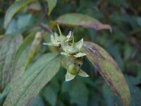 Philadelphus tenuifolius image
