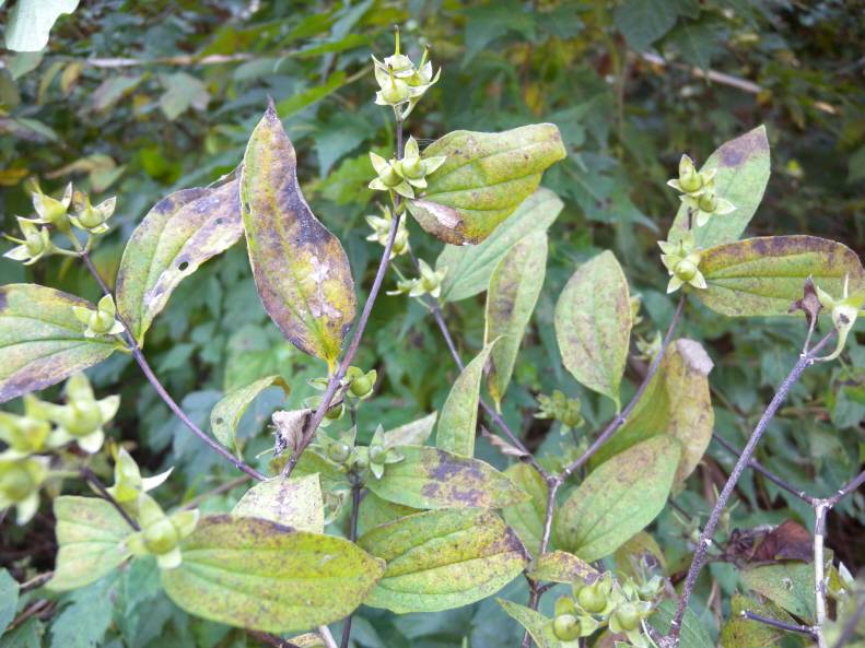 Philadelphus tenuifolius image