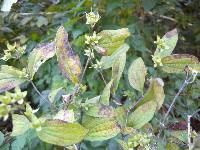 Philadelphus tenuifolius image