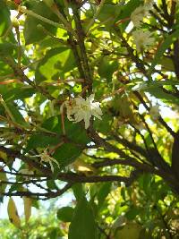 Image of Illicium anisatum