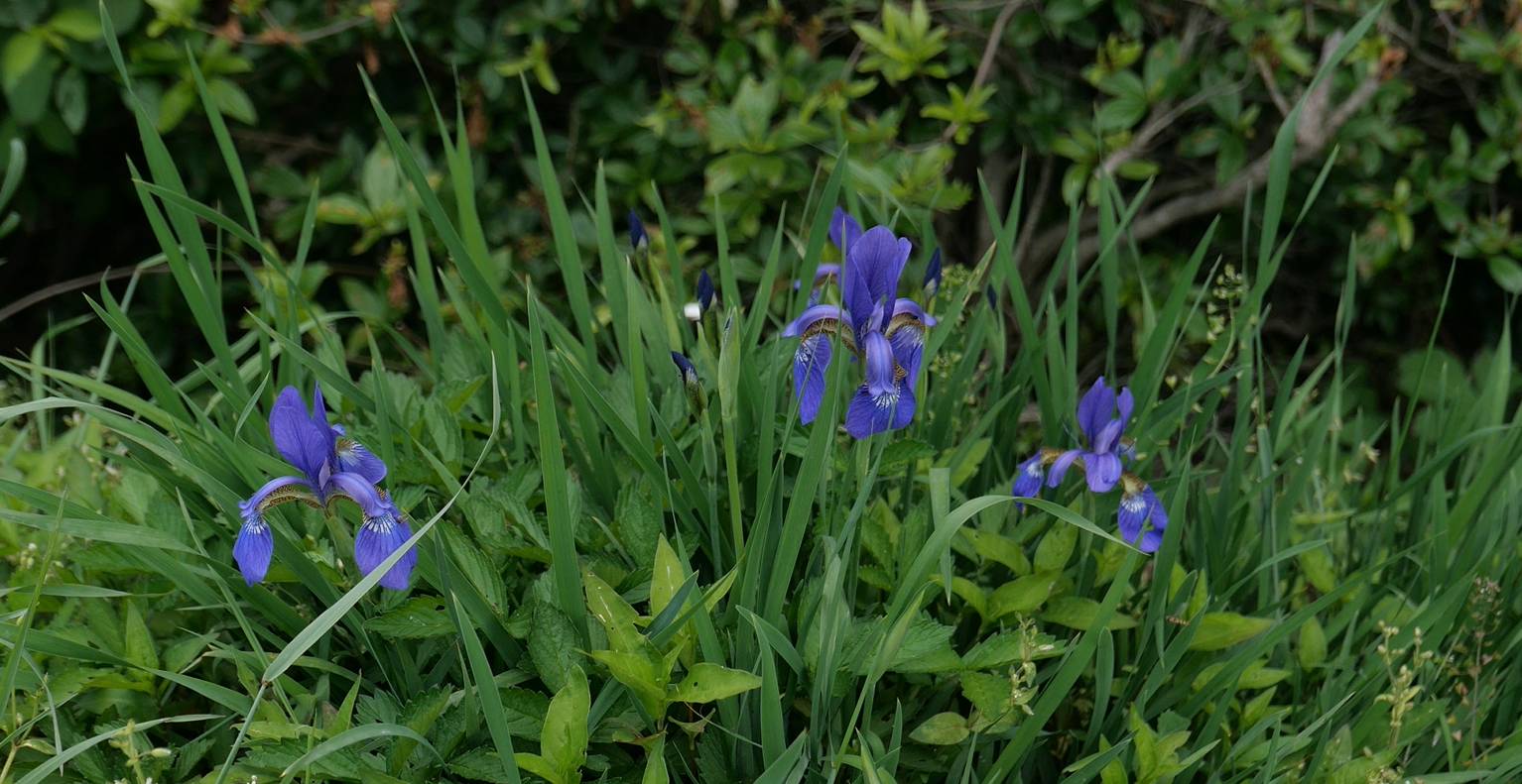 Iris sanguinea image