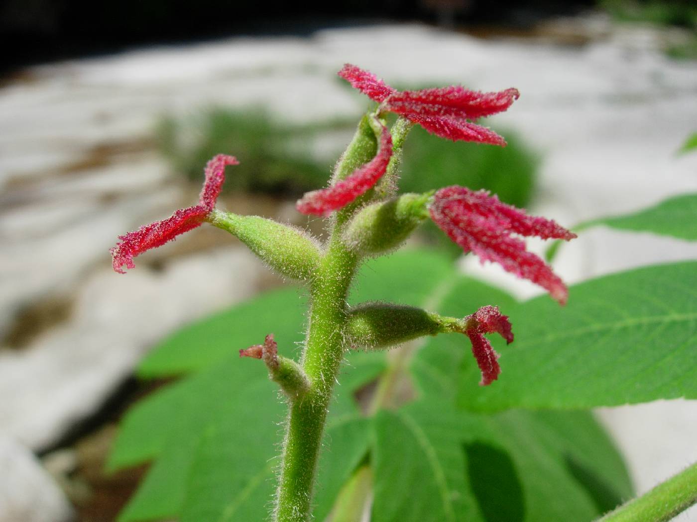 Juglans mandshurica image