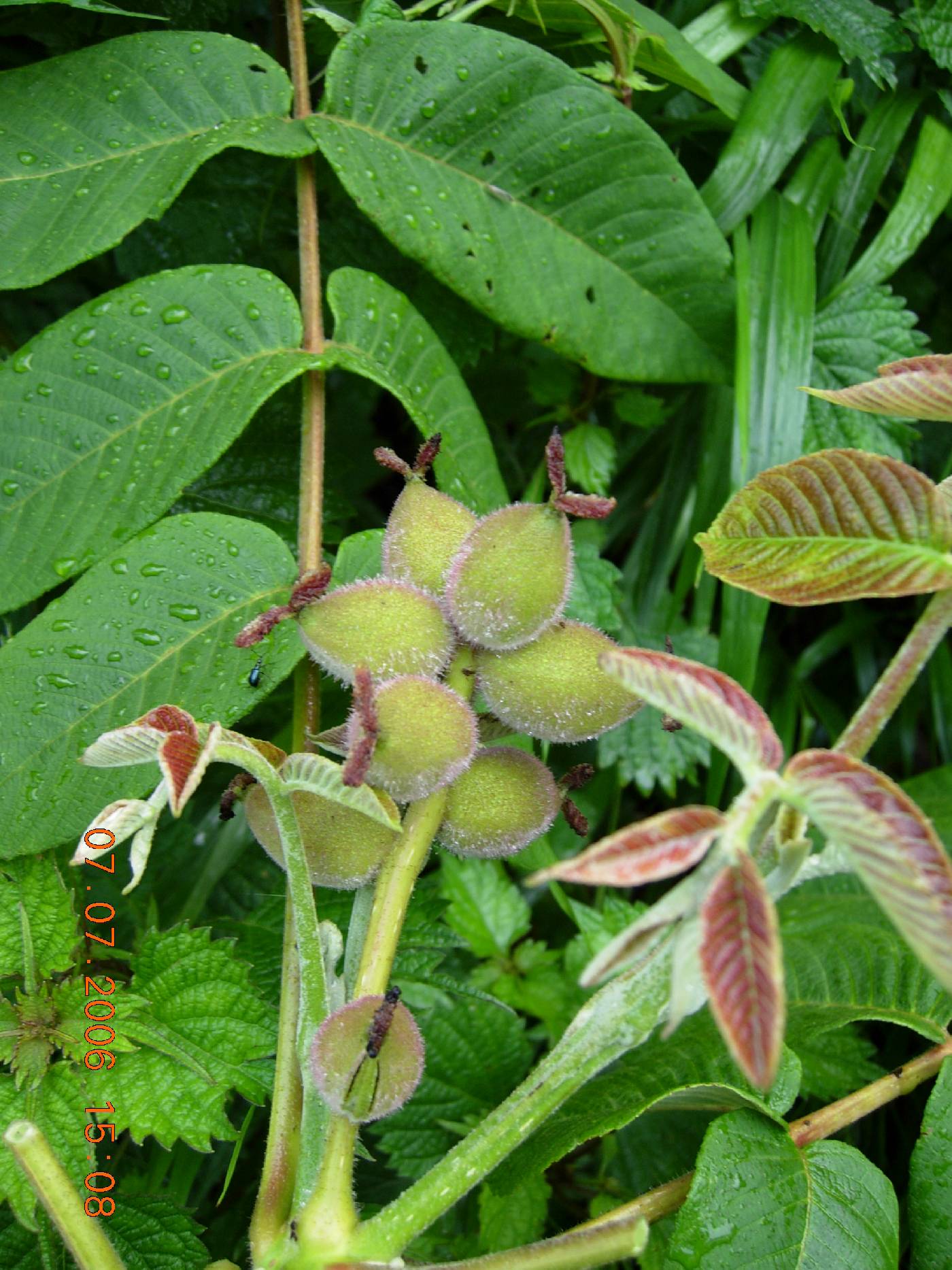 Juglans mandshurica image