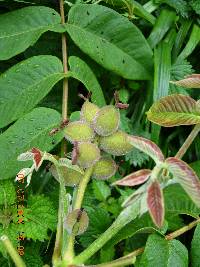 Juglans mandshurica image